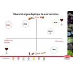 Lalvin SILKA 2.5 g für 2.5hl MBR  Starterkultur für den  biologischen Säureabbau, MHD: 08.2024